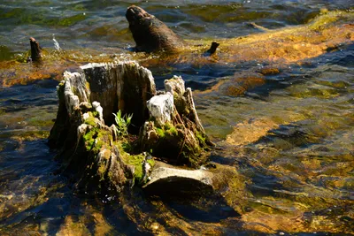 DSC_0061 (Large).JPG